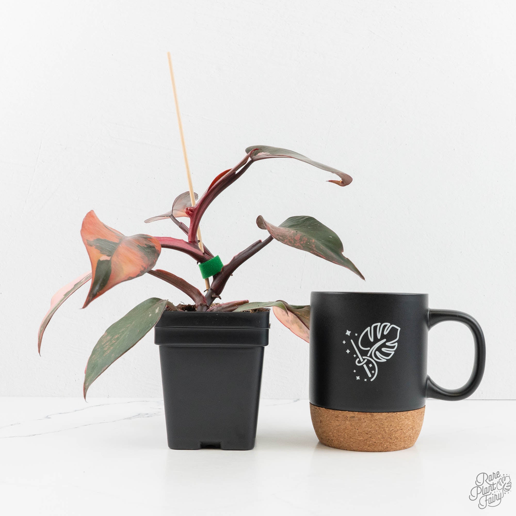 fire princess philodendron Philodendron 'Princess of Fire' (wk18-K)