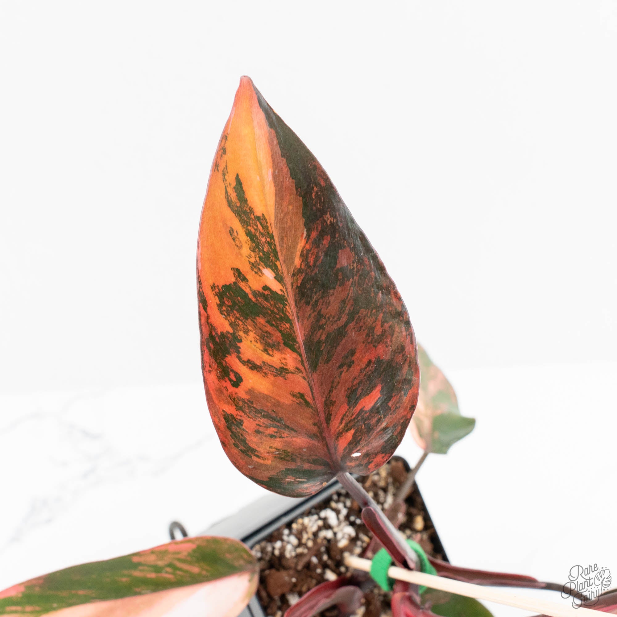fire princess philodendron Philodendron 'Princess of Fire' (wk18-K)