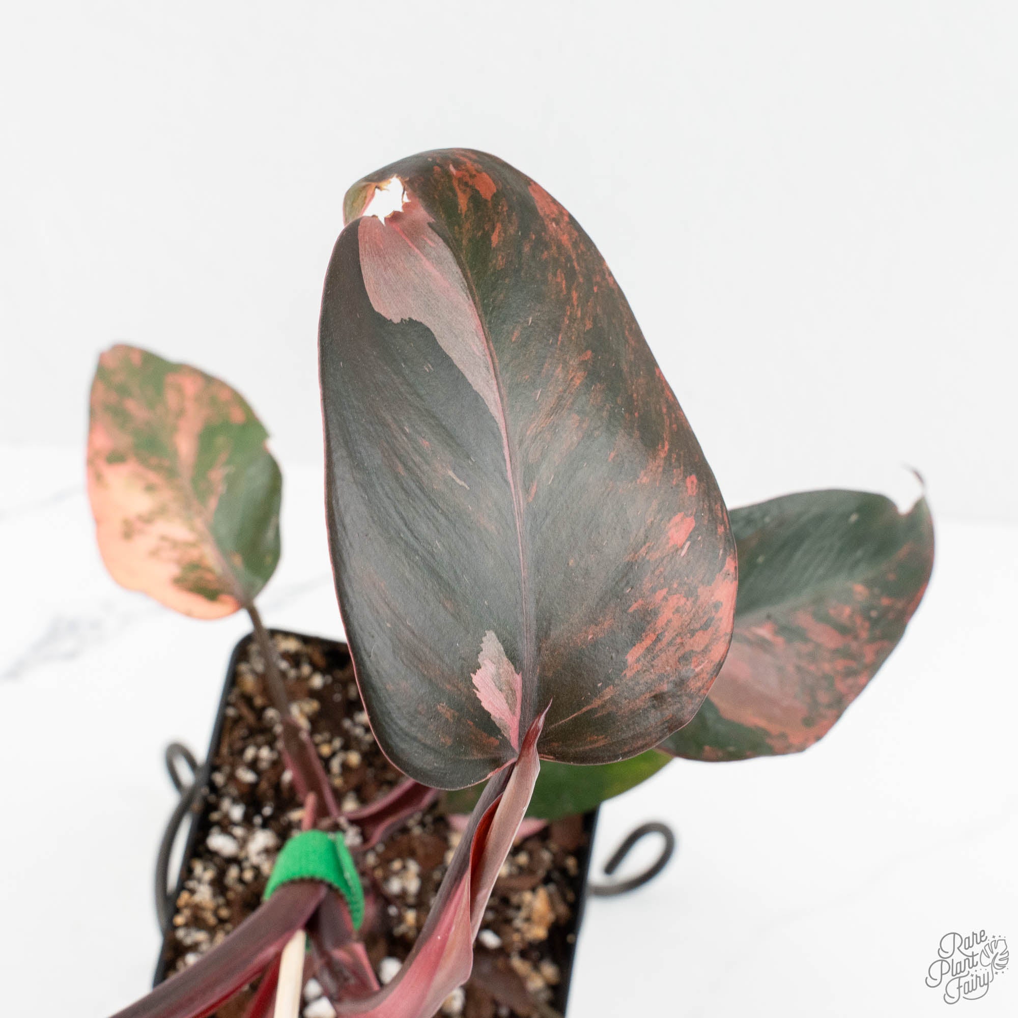 philodendron fire princess Philodendron 'Princess of Fire' (wk18-K)