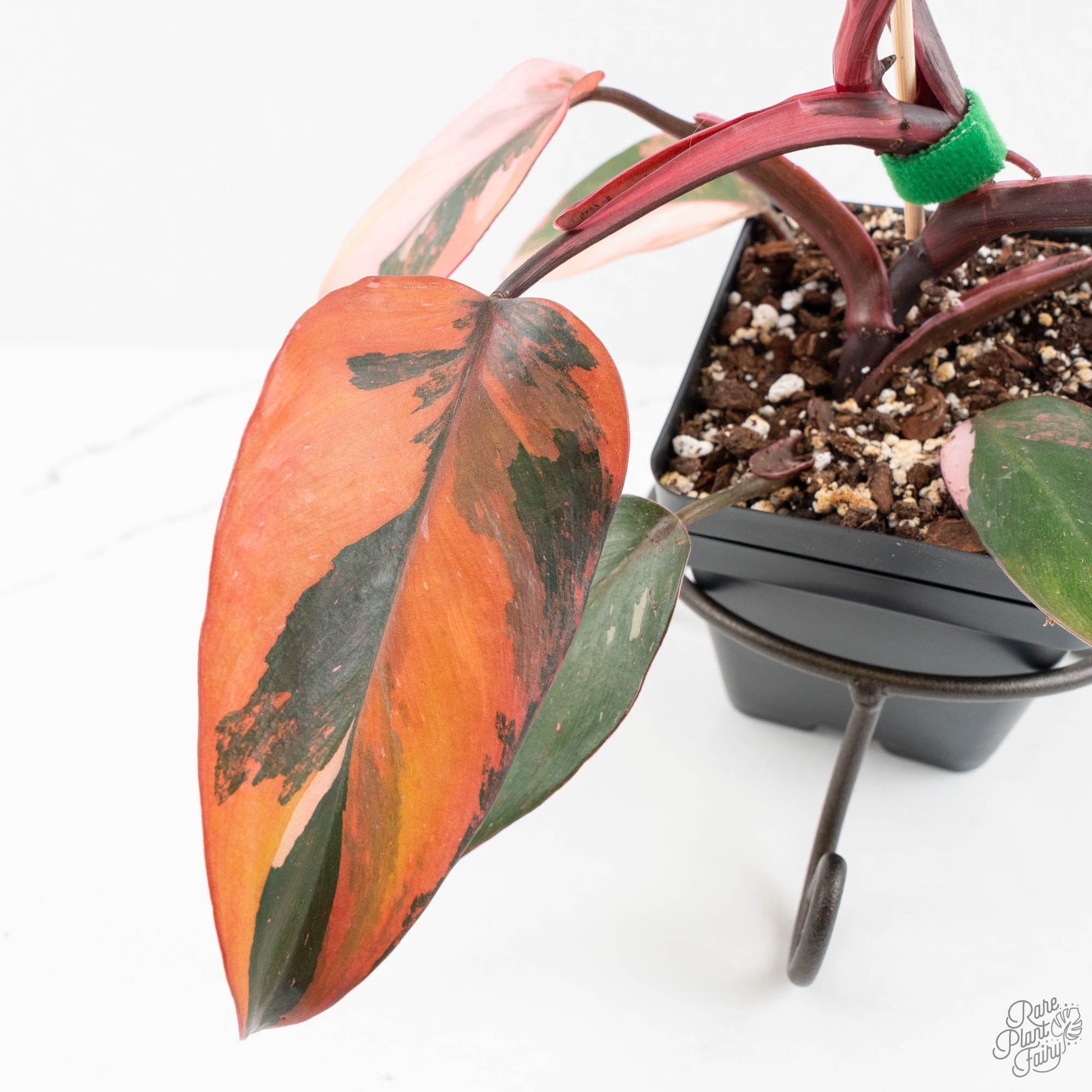 fire princess philodendron Philodendron 'Princess of Fire' (wk18-K)