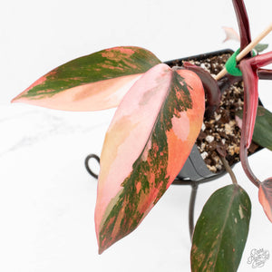 Philodendron 'Princess of Fire' (wk18-K)