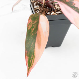 princess of fire philodendron Philodendron 'Princess of Fire' (wk18-K)