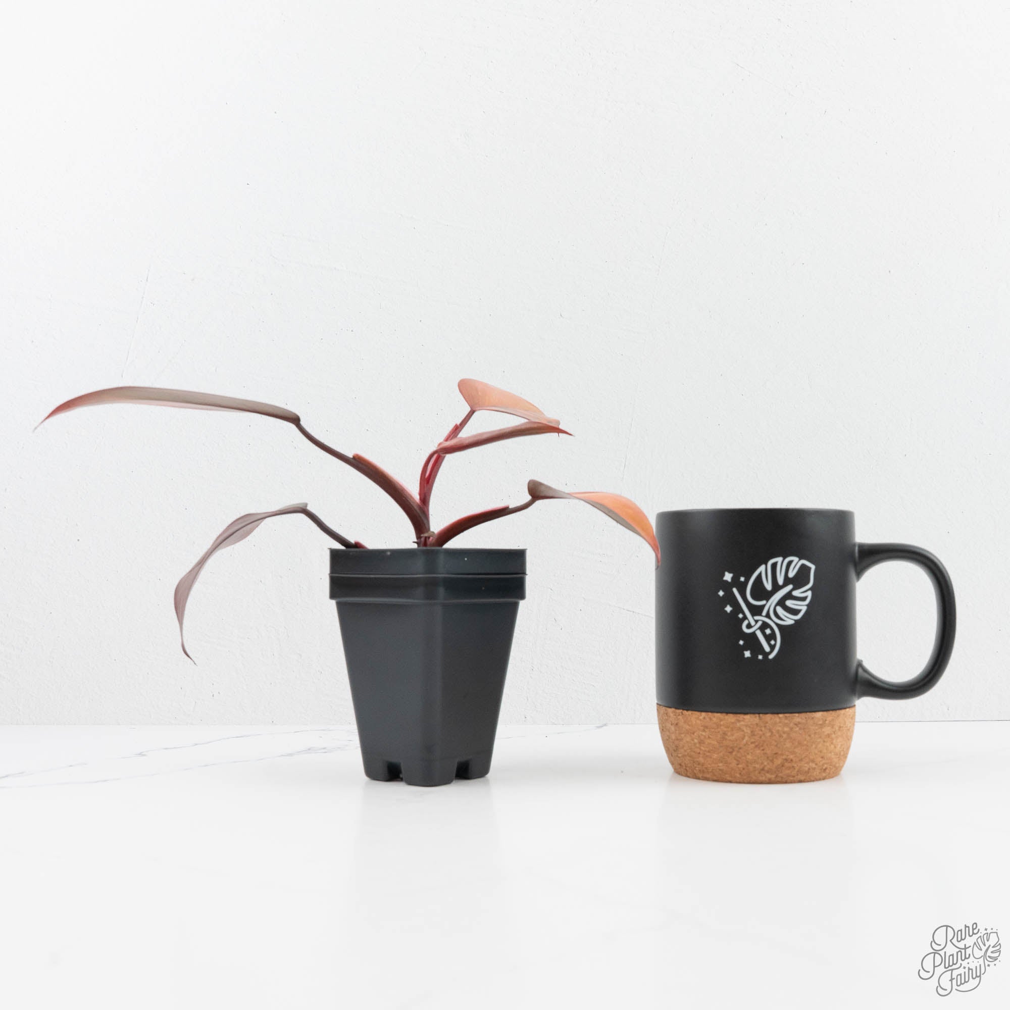 philodendron fire princess Philodendron 'Princess of Fire' (wk19-F)