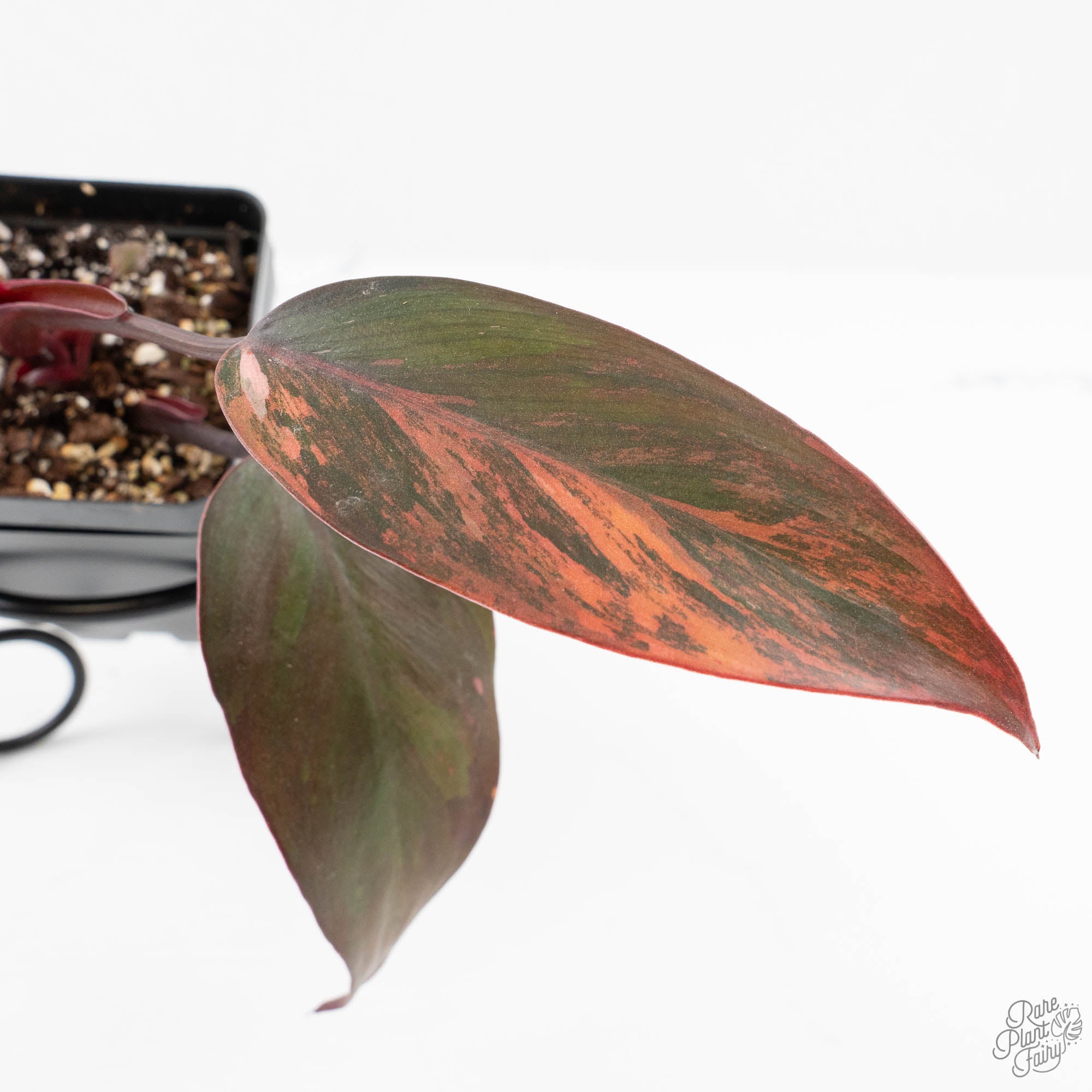 princess of fire philodendron Philodendron 'Princess of Fire' (wk19-F)
