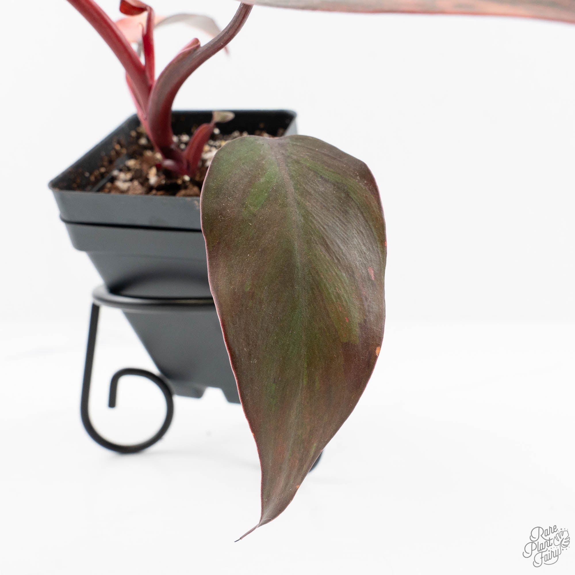 princess of fire philodendron Philodendron 'Princess of Fire' (wk19-F)