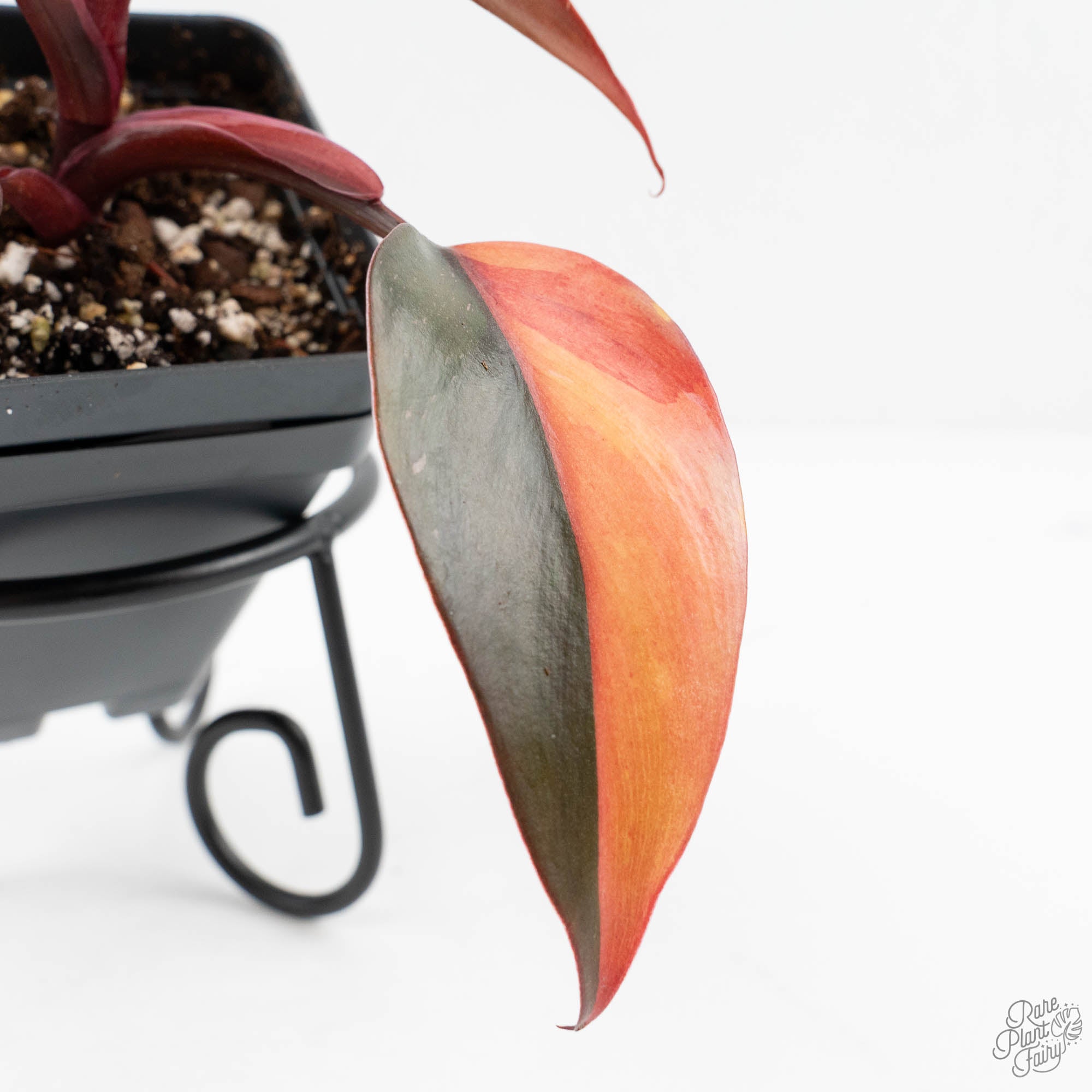 philodendron fire princess Philodendron 'Princess of Fire' (wk19-F)
