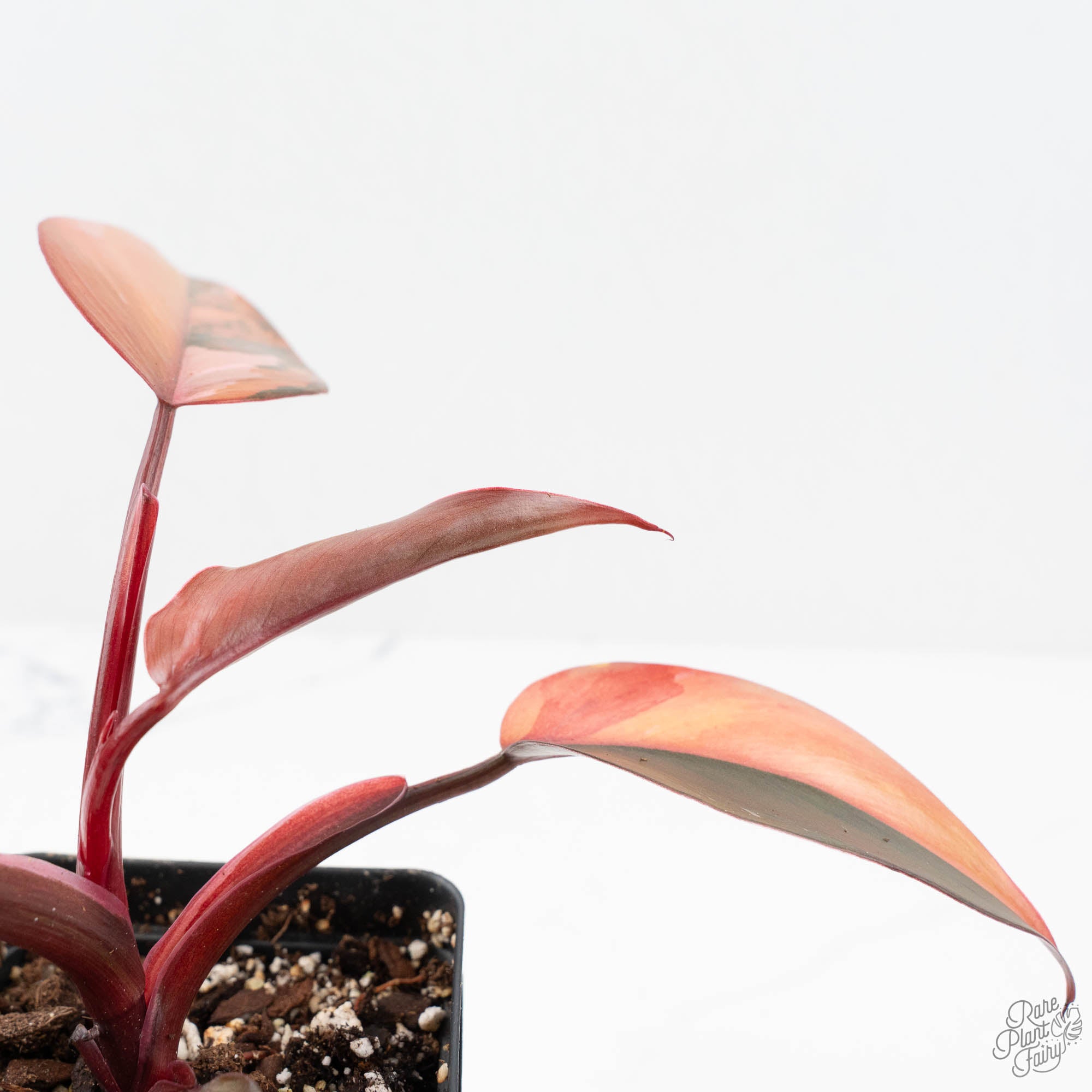 fire princess philodendron Philodendron 'Princess of Fire' (wk19-F)
