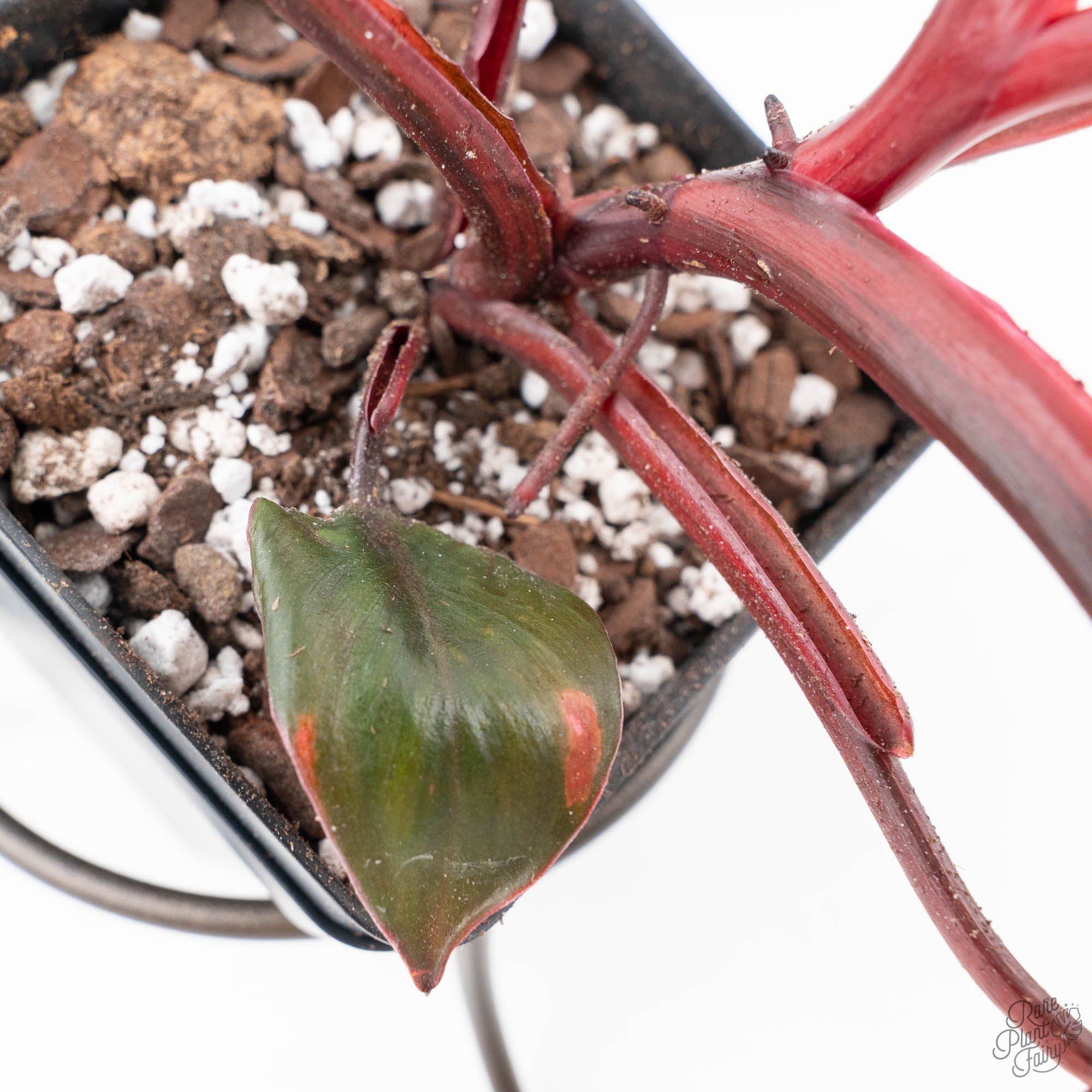 pink princess philodendron uk Philodendron 'Princess of Fire' (wk21-UK)