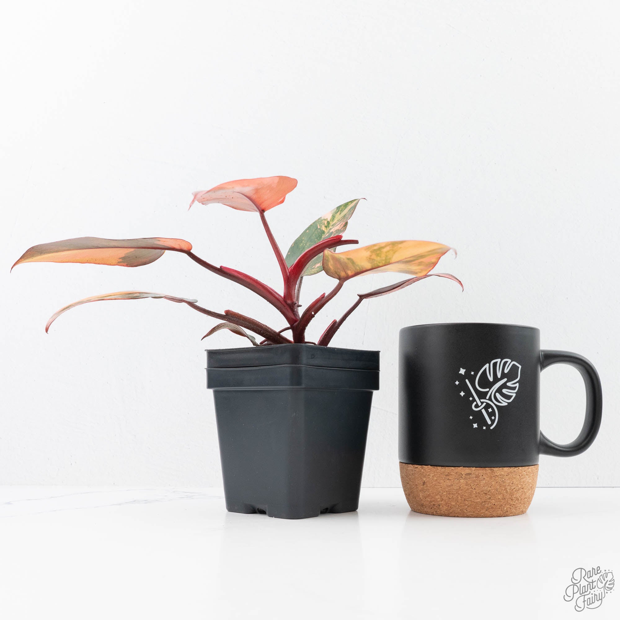 buy philodendron plant uk Philodendron 'Princess of Fire' (wk21-UK)
