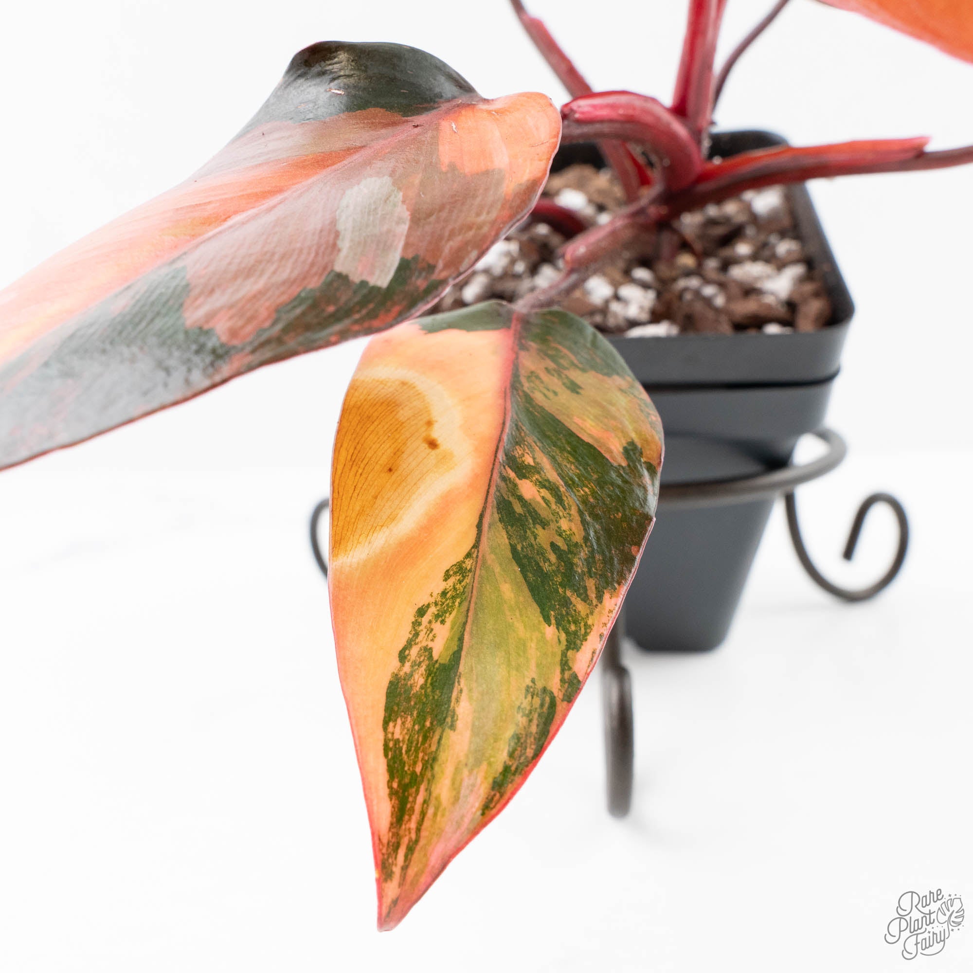 fire princess philodendron Philodendron 'Princess of Fire' (wk21-UK)
