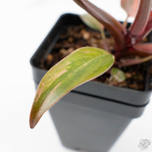 Philodendron 'Princess of Fire' (wk24-D)