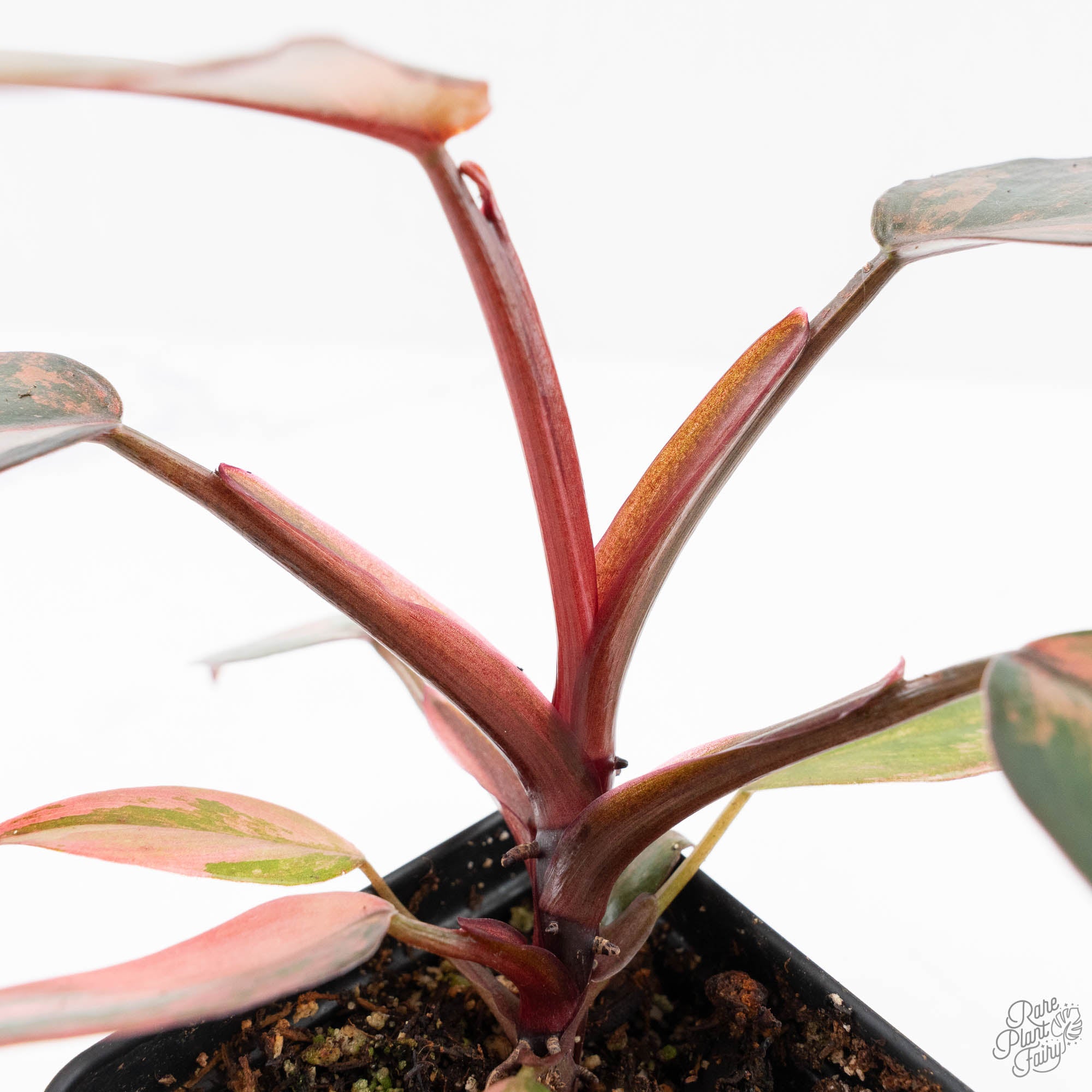 philodendron princess of fire Philodendron 'Princess of Fire' (wk24-D) – Rare Plant Fairy