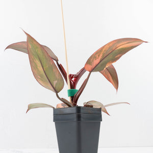 Philodendron 'Princess of Fire' (wk32-D)