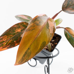 Philodendron 'Princess of Fire' (wk24-D)