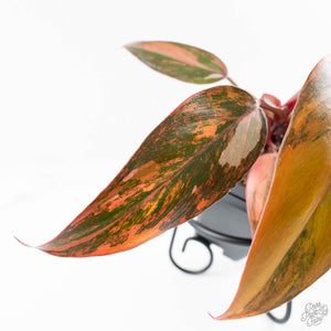 Philodendron 'Princess of Fire' (wk24-D)