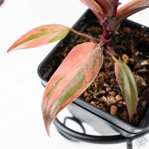 Philodendron 'Princess of Fire' (wk24-D)