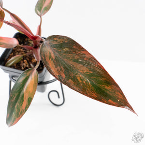 Philodendron 'Princess of Fire' (wk24-D)