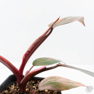 Philodendron 'Princess of Fire' (wk26-E)