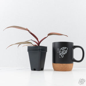 Philodendron 'Princess of Fire' (wk26-E)