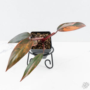Philodendron 'Princess of Fire' (wk26-E)