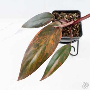Philodendron 'Princess of Fire' (wk26-E)