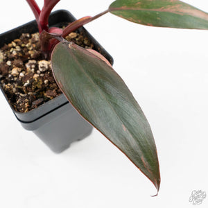 Philodendron 'Princess of Fire' (wk26-E)