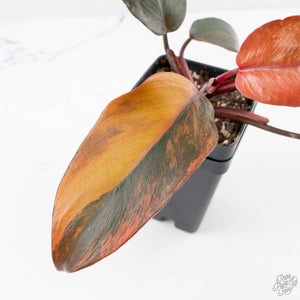 Philodendron 'Princess of Fire' (wk27-B)