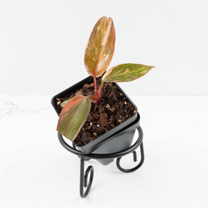 Philodendron 'Princess of Fire' (wk30-H)