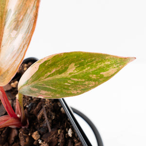 Philodendron 'Princess of Fire' (wk30-H)