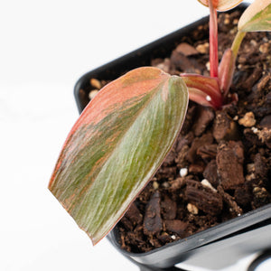 Philodendron 'Princess of Fire' (wk30-H)