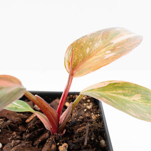 Philodendron 'Princess of Fire' (wk30-H)
