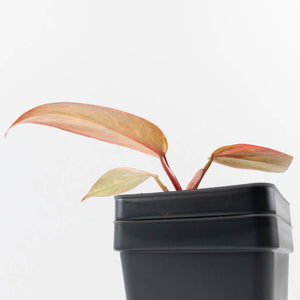Philodendron 'Princess of Fire' (wk30-H)