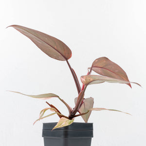 Philodendron 'Princess of Fire' (wk31-Q)