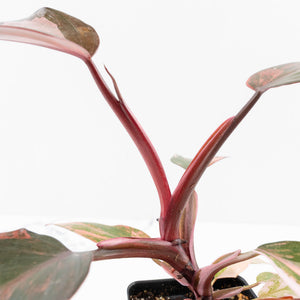 Philodendron 'Princess of Fire' (wk31-Q)