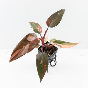 Philodendron 'Princess of Fire' (wk31-Q)