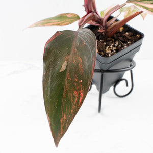 Philodendron 'Princess of Fire' (wk31-Q)
