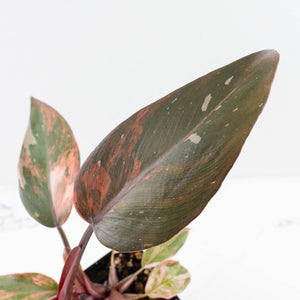 Philodendron 'Princess of Fire' (wk31-Q)