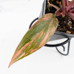 Philodendron 'Princess of Fire' (wk31-Q)