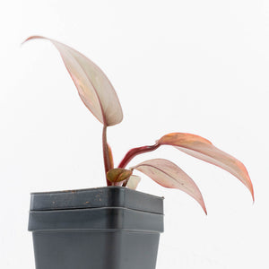 Philodendron 'Princess of Fire' (wk33-L19)