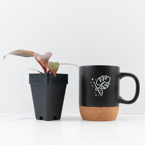 Philodendron 'Princess of Fire' (wk33-L19)