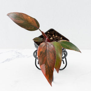 Philodendron 'Princess of Fire' (wk33-L19)