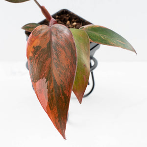 Philodendron 'Princess of Fire' (wk33-L19)