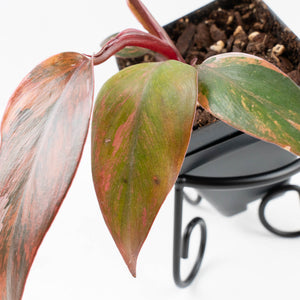 Philodendron 'Princess of Fire' (wk33-L19)