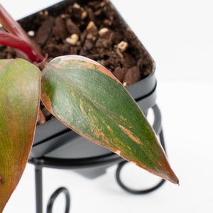 Philodendron 'Princess of Fire' (wk33-L19)