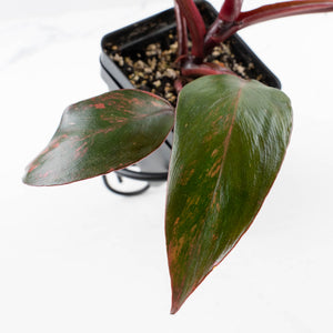 Philodendron 'Princess of Fire' (wk34-L55)