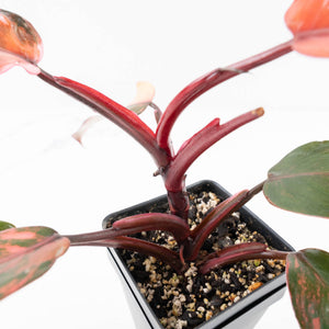 Philodendron 'Princess of Fire' (wk34-L55)