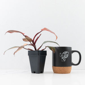 Philodendron 'Princess of Fire' (wk34-L55)