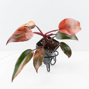 Philodendron 'Princess of Fire' (wk34-L55)