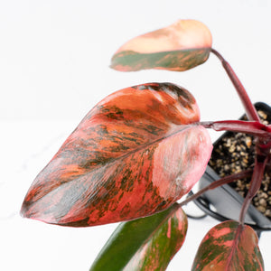 Philodendron 'Princess of Fire' (wk34-L55)