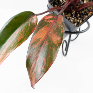 Philodendron 'Princess of Fire' (wk34-L55)